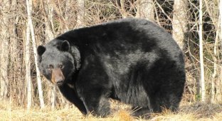 Барибал: американский медведь (7 фото)