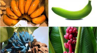 10 рідкісних і незвичайних бананів (11 фото)