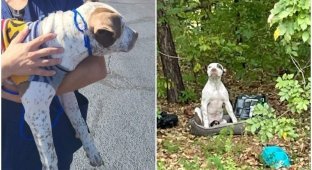 People saw a dog abandoned on a couch with food and toys (16 photos)