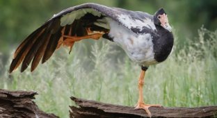 Сорока-гусь: как гаремные семьи помогли выжить? (6 фото)