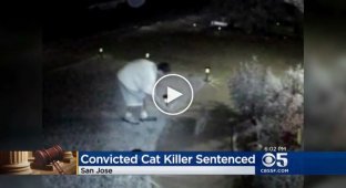 16 лет тюрьмы за убийство 21 кота