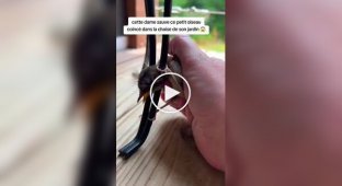 Unexpected friendship: A sparrow that became a member of the family