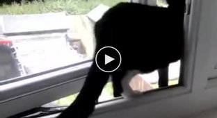 Кот использует батут, чтобы сбежать из дома