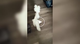 Cat after a visit to the vet began to look like a cotton swab