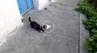 The rat catcher kitten catches a rat and his quick reaction to what is happening