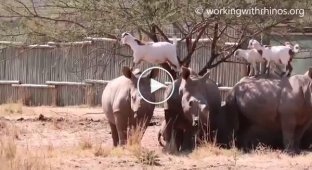 Дружба козлят и носорогов