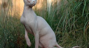 The most beautiful cats in the world (20 photos)