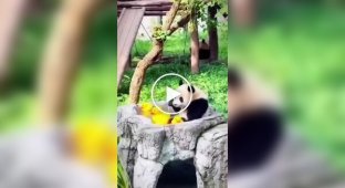 A panda has a good time with rubber ducklings