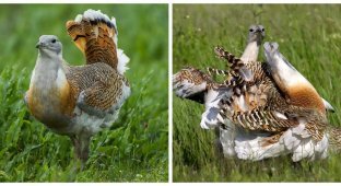 The deadly diet with which male bustards attract partners (5 photos + 1 video)