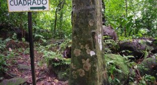 Деревья квадратной формы в панамской деревушке (6 фото)
