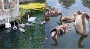 Swans in an English town have the sweetest tradition (8 photos + 1 video)
