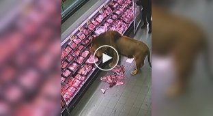A lion got hungry and looked into a supermarket in South Africa