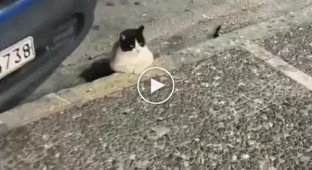 Кот с таким серьезным видом