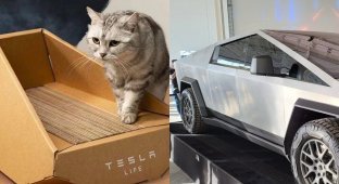 Many people can afford this Tesla: Tesla introduced a Cybertruck-shaped scratching post (4 photos)