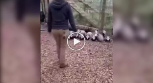 A man scared a family of opossums
