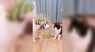 Watermelon armor for a dog