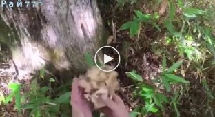 Медведица, защищая детеныша, напала на грибника в лесу