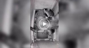 The raccoon chose an interesting place to sleep