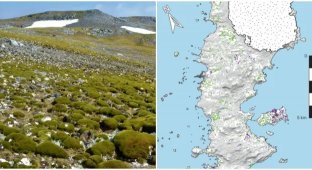 Antarctica is rapidly turning green (6 photos)