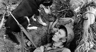 10 знаменитых собак Второй мировой войны (16 фото)