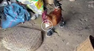 Півень бігає в кросівках