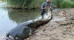Weighs about 100 kilograms: a Pole caught a giant catfish that is over 50 years old (4 photos)