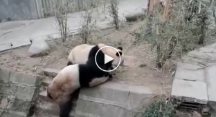 Кунг-фу панды подрались в китайском питомнике