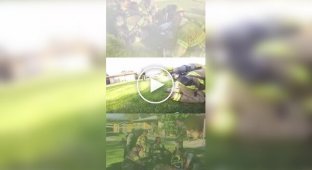 Пожежники врятували чотирьох кішок із палаючої квартири