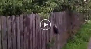 Мужчина спас ворону, застрявшую в заборе