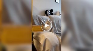 Cat imitates vigorous activity