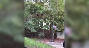 Порятунок кота обернувся курйозом