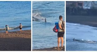 A shark scared vacationers by swimming close to the shore (7 photos + 1 video)