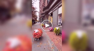 Цветочные овцы у магазина в Нью-Йорке
