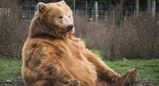 На Аляске выбирают самого толстого медведя (3 фото)