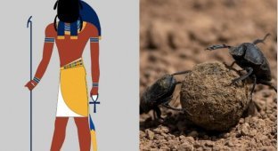 Why dung beetles were worshiped in ancient Egypt (5 photos)