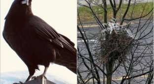 Outsmarted man: crows use anti-bird spikes to protect their nests (6 photos)