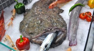 Руководство по морепродуктам: рыба-чёрт (7 фото)