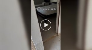 Совет арахнофобам