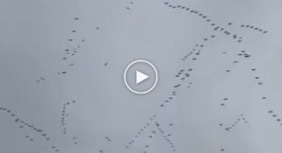 These migratory birds clearly know something