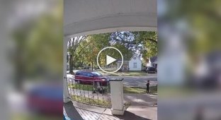 Собаки роняют своих хозяев во время прогулки