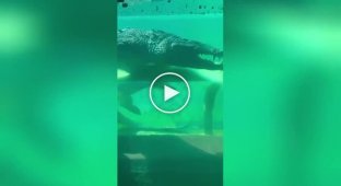 Underwater tunnel with crocodiles