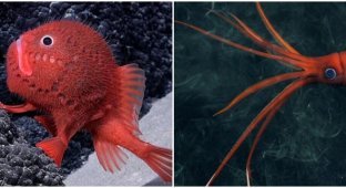 Scientists have found more than 100 new sea creatures off the coast of Chile (11 photos + 1 video)