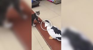 Кішка проти качки: забавний поєдинок двох вихованців