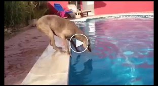Собака хочет достать фризби с бассейна