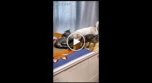 Cat, puppy and duck brawl in front of owner