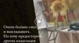 An employee of a Russian dog salon abused a poor dog
