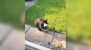 “When he goes home”: a funny reaction of a cat to an impudent bear