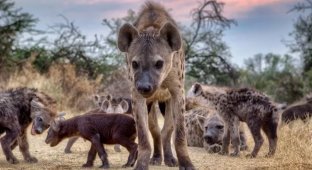 Males Are Last in the Hyena Hierarchy (10 photos)