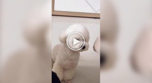 Подборка спящих собак