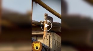 Два коти відтворили культову сцену Муфаси та Шраму з «Короля Лева»